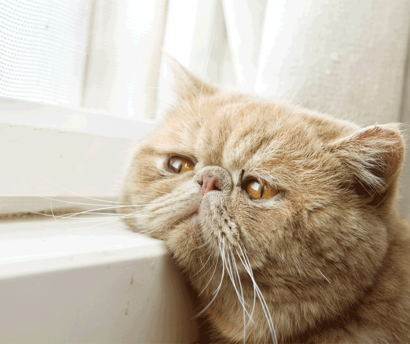 Un chat sur le bord de la fenêtre qui s’ennuie | Dr François Auger Chiropraticien - Chiropratique Québec, Chiro Nord, Stoneham, NDL, Lac Saint-Charles